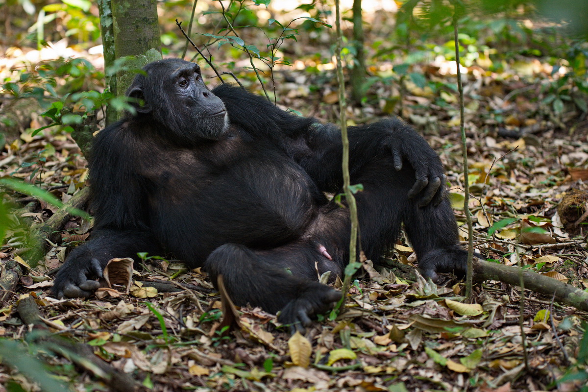Chimpanzee_36