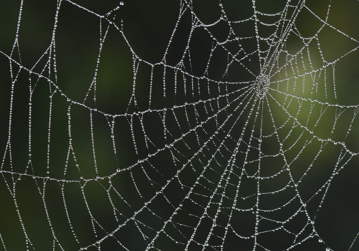 Spider_web_3