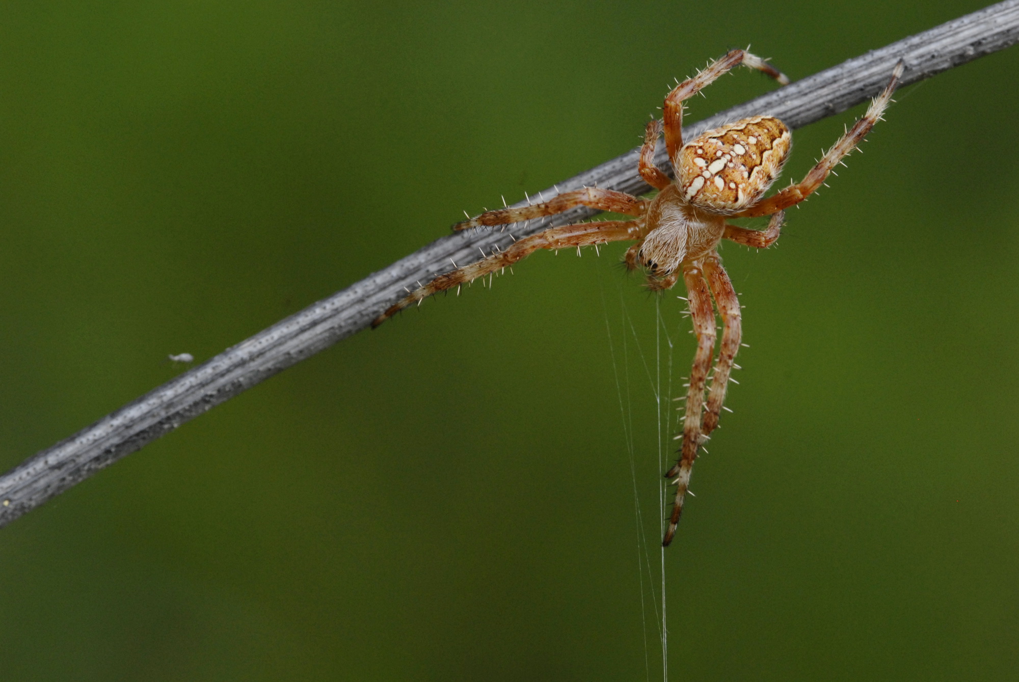 Garden spider sensing silk lines on web