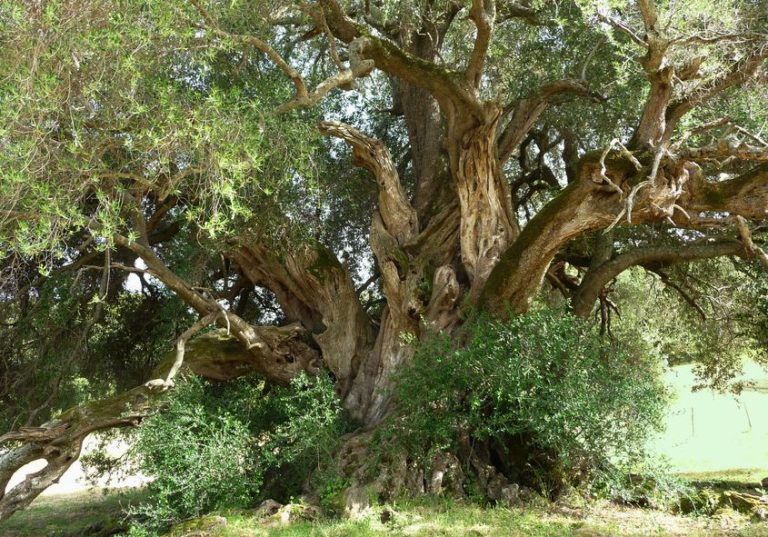 Grandi patriarchi 8. L’avo degli olivi