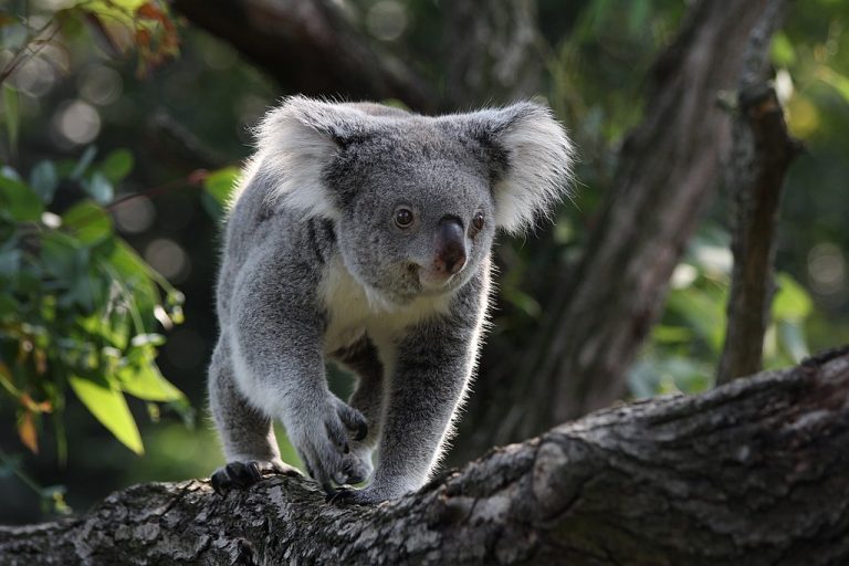 1024px-Koala_in_Zoo_Duisburg