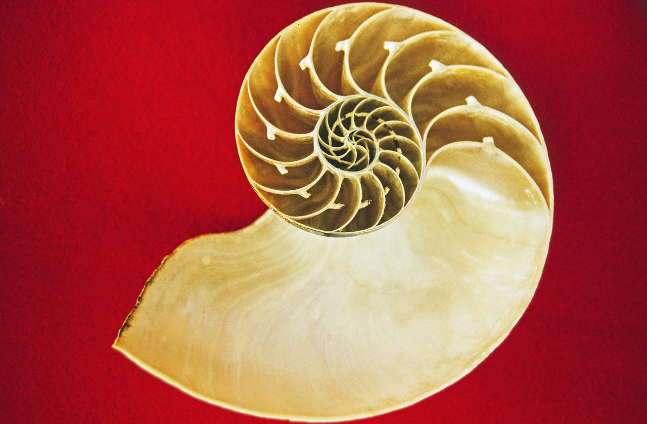 nautilus-68941_1280