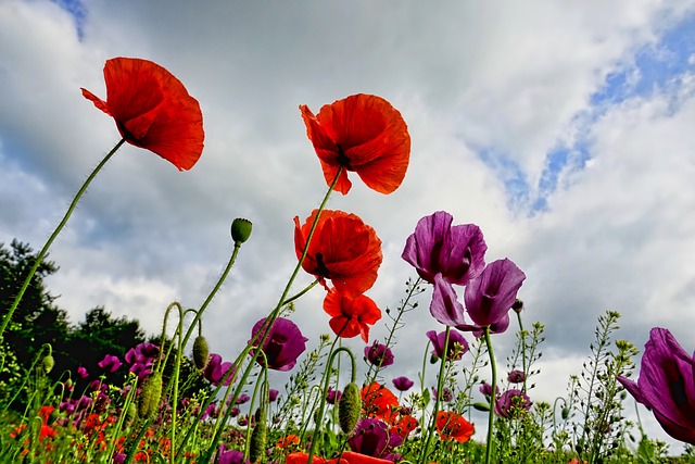 poppies-3409873_640