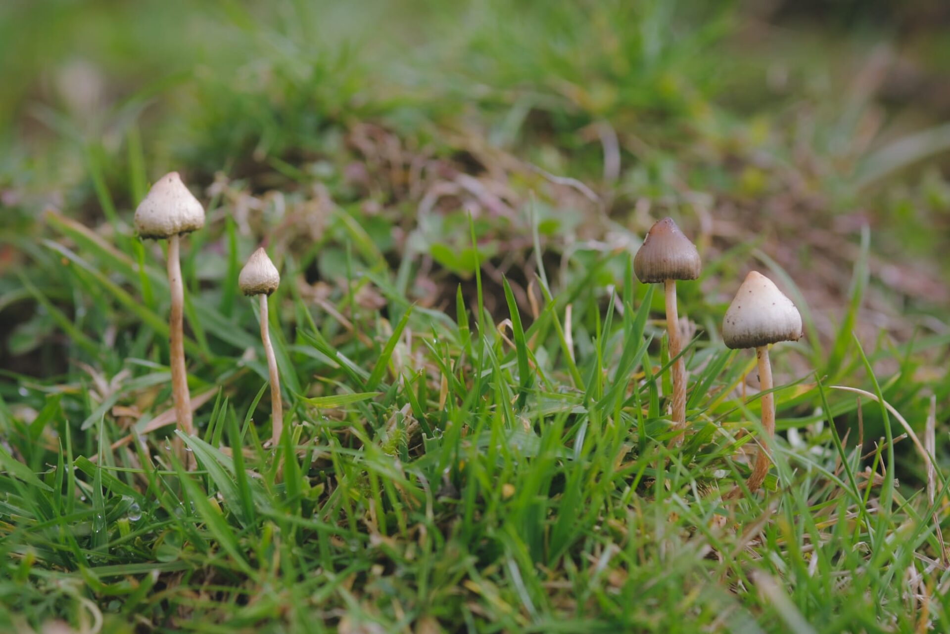 Psilocybe semilanceata
