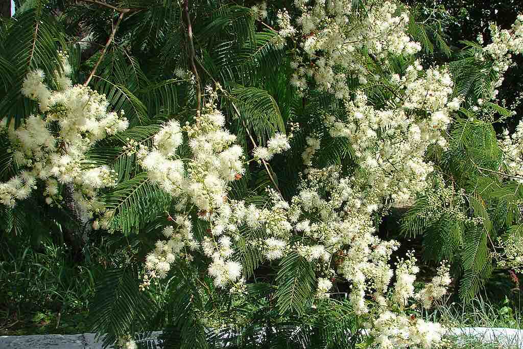 Anadenanthera_colubrina_flowers