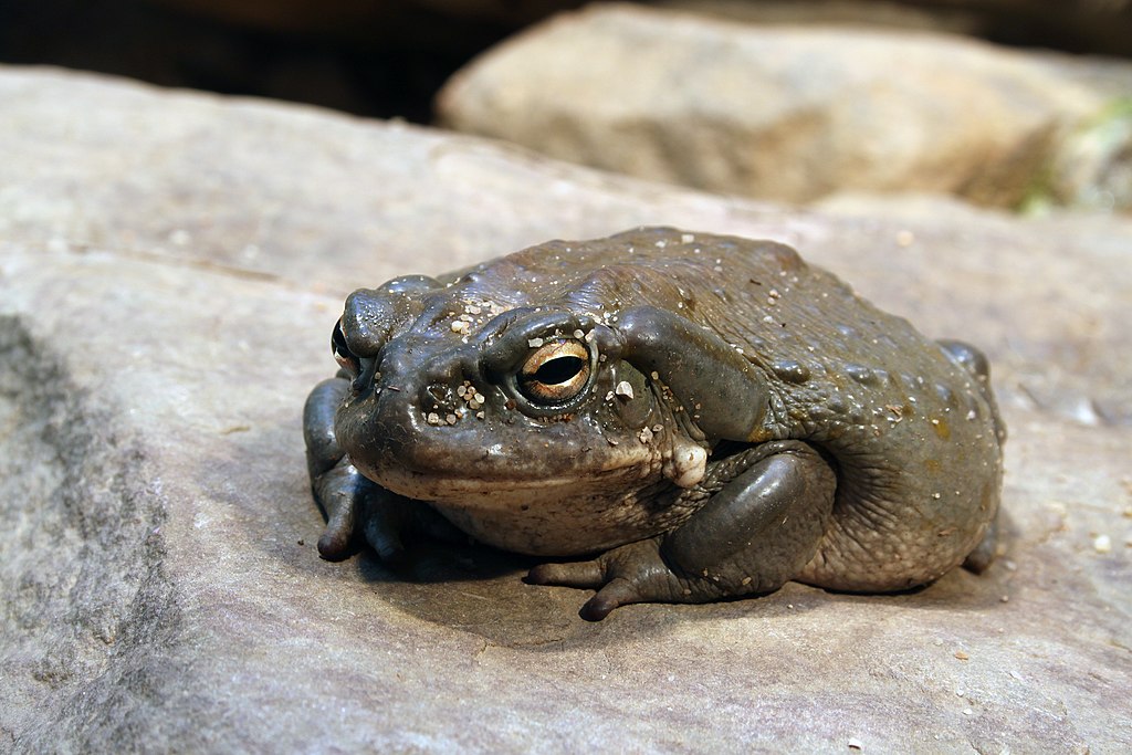 Bufo-alvarius-coloradokröte